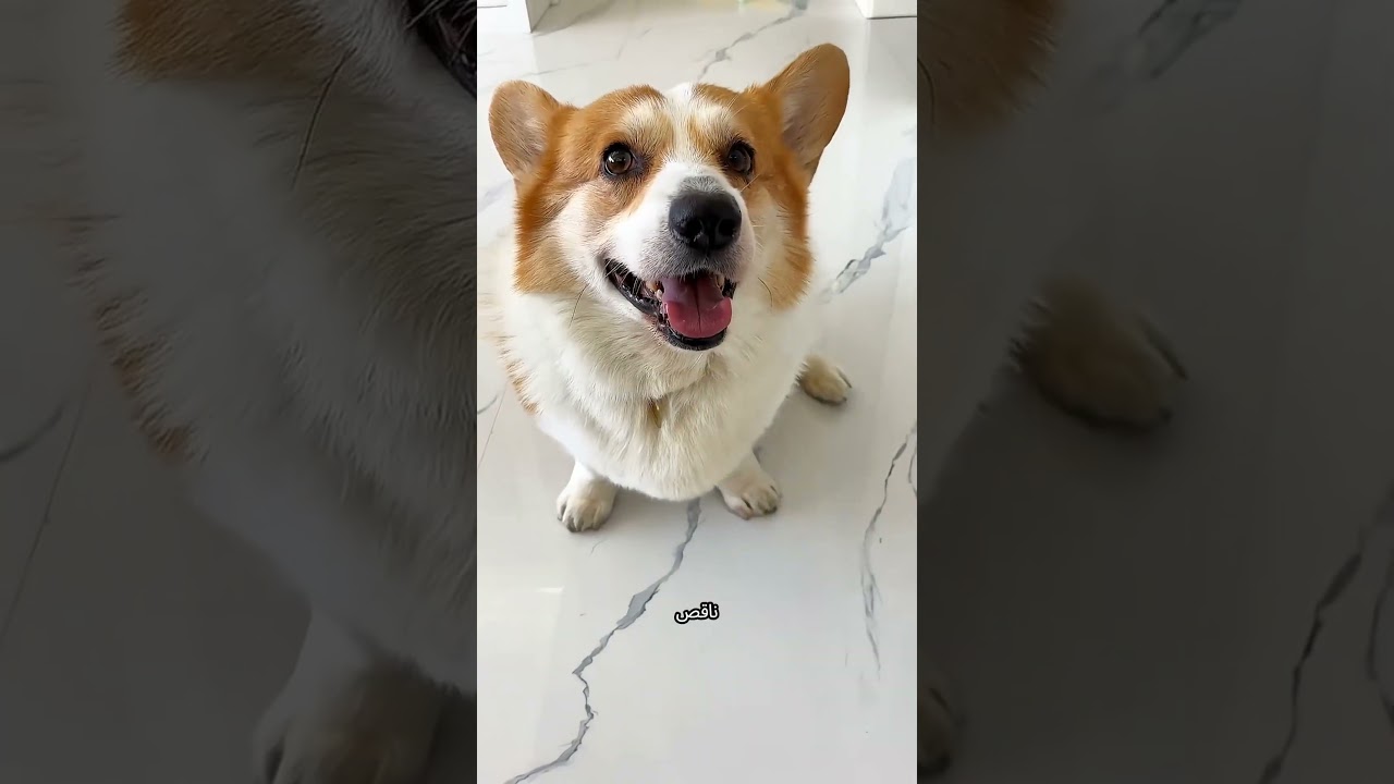 كلب طالب خصوصية في بيته 😂🐶