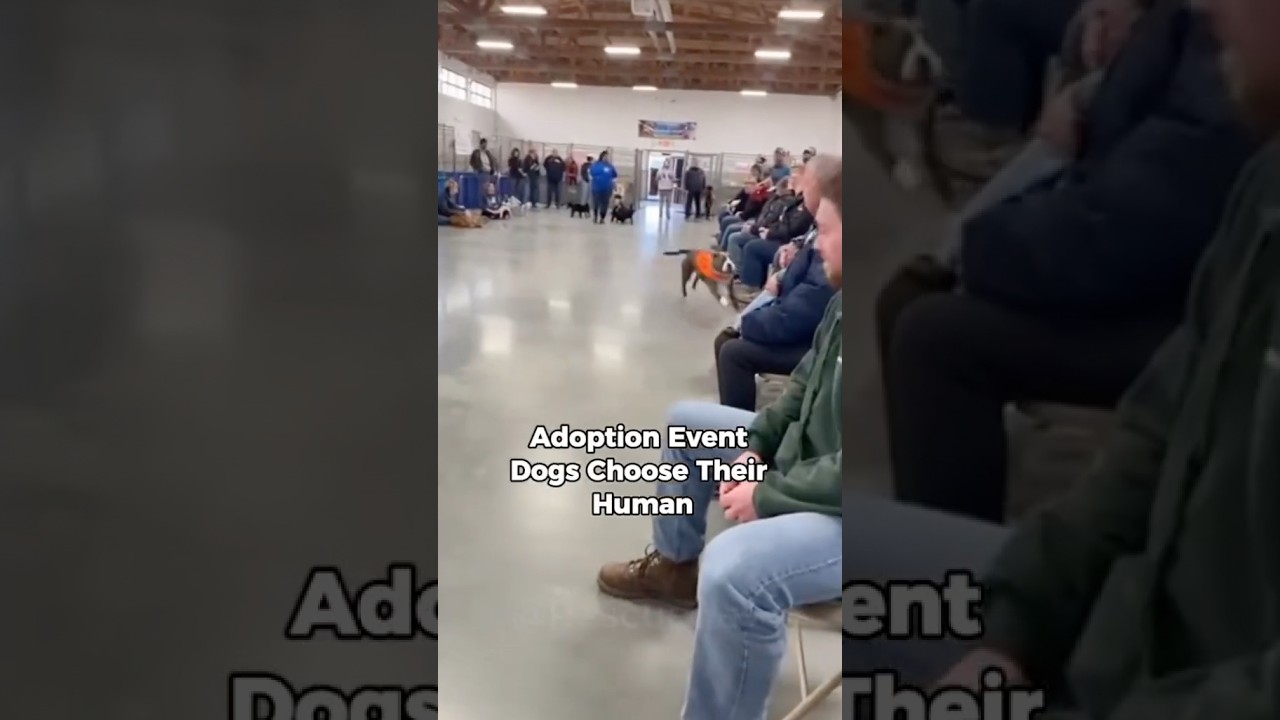 Adoption EventVoiceoverDogs Choose TheirHuman