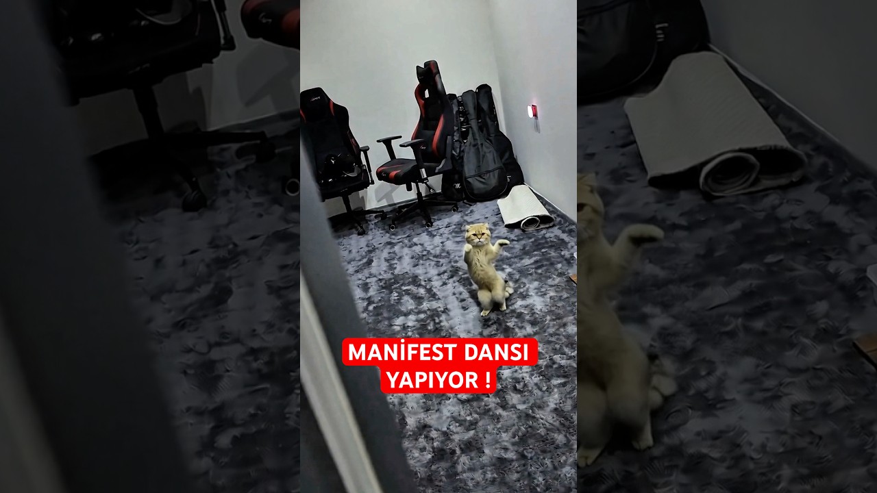 Kedim benden gizli dans ediyor 😲