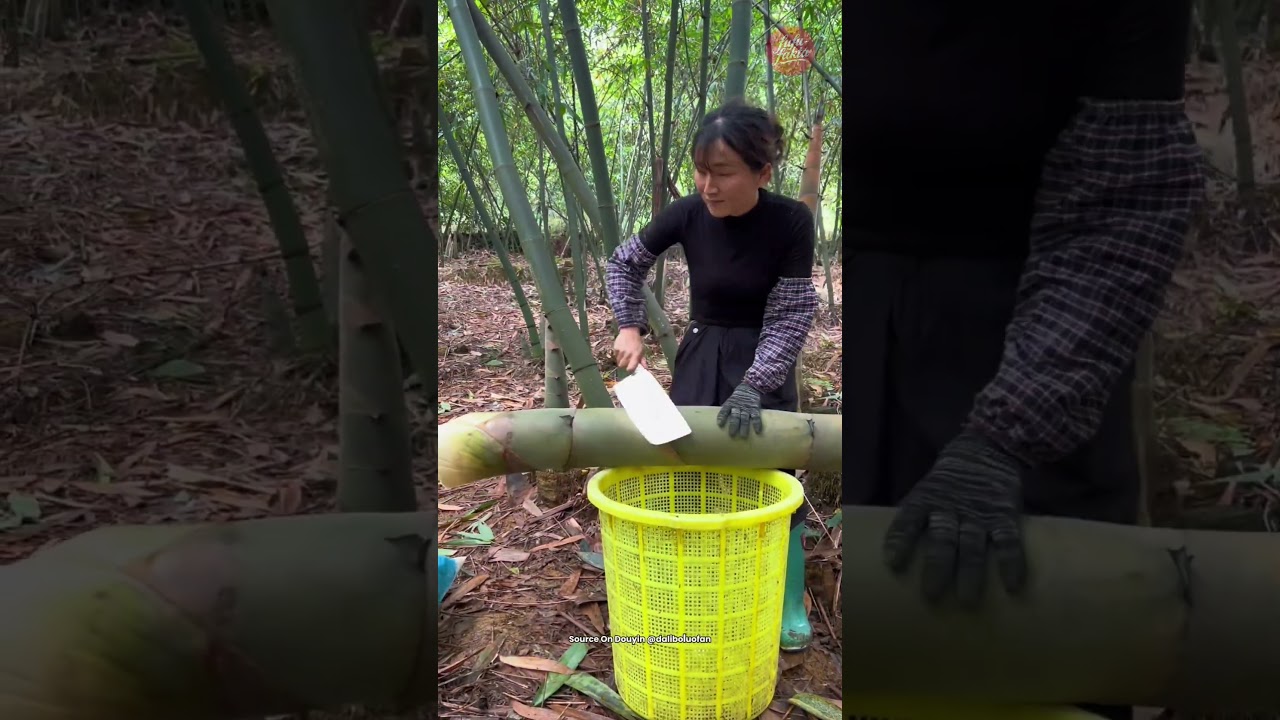 Teknik memanen rebung dari generasi ke generasi.