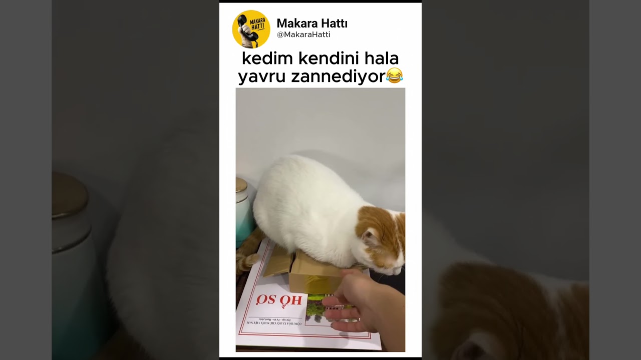 kedim kendini yavru sanıyor