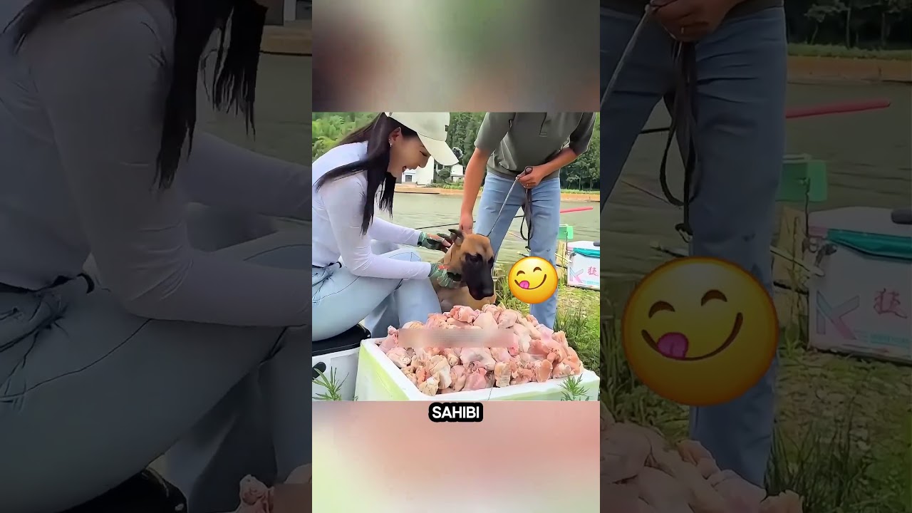 “Köpek Sahibini ve Düşen Kamyonu Kurtardı! 😱 Gerçek Kahraman Köpek Hikayesi” #shorts