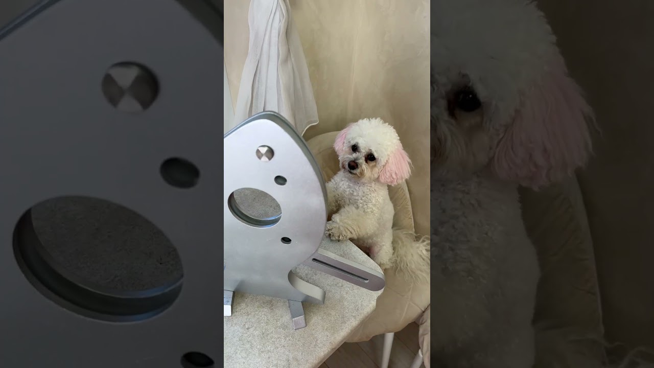Bella: Everything can't escape my eyes #smart #dog #funny #cute #bellamaltipushka
