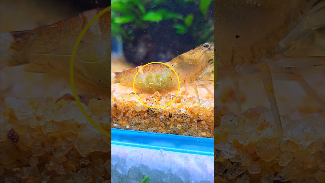 I Saved a Pregnant Shrimp 🦐 #shrimp #fish #aquarium #ytshorts #pets #animal #aquarium