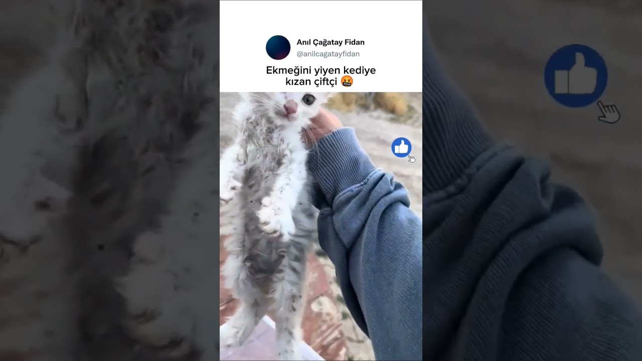 Kedi de korktu garibim 😭
