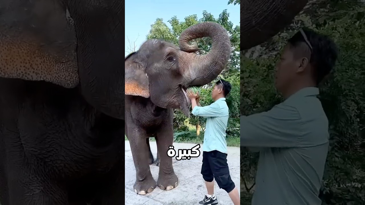 جربوا يأكلوا الفيل بطيخة ضخمة.. لكن اللي حصل صدمهم! 🍉