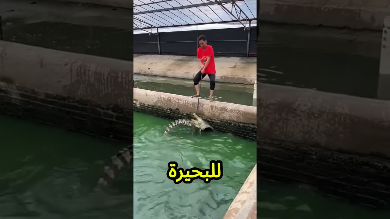 يبابا انت بتعمل ايه للتمساح بتاعي😱🐊💥
