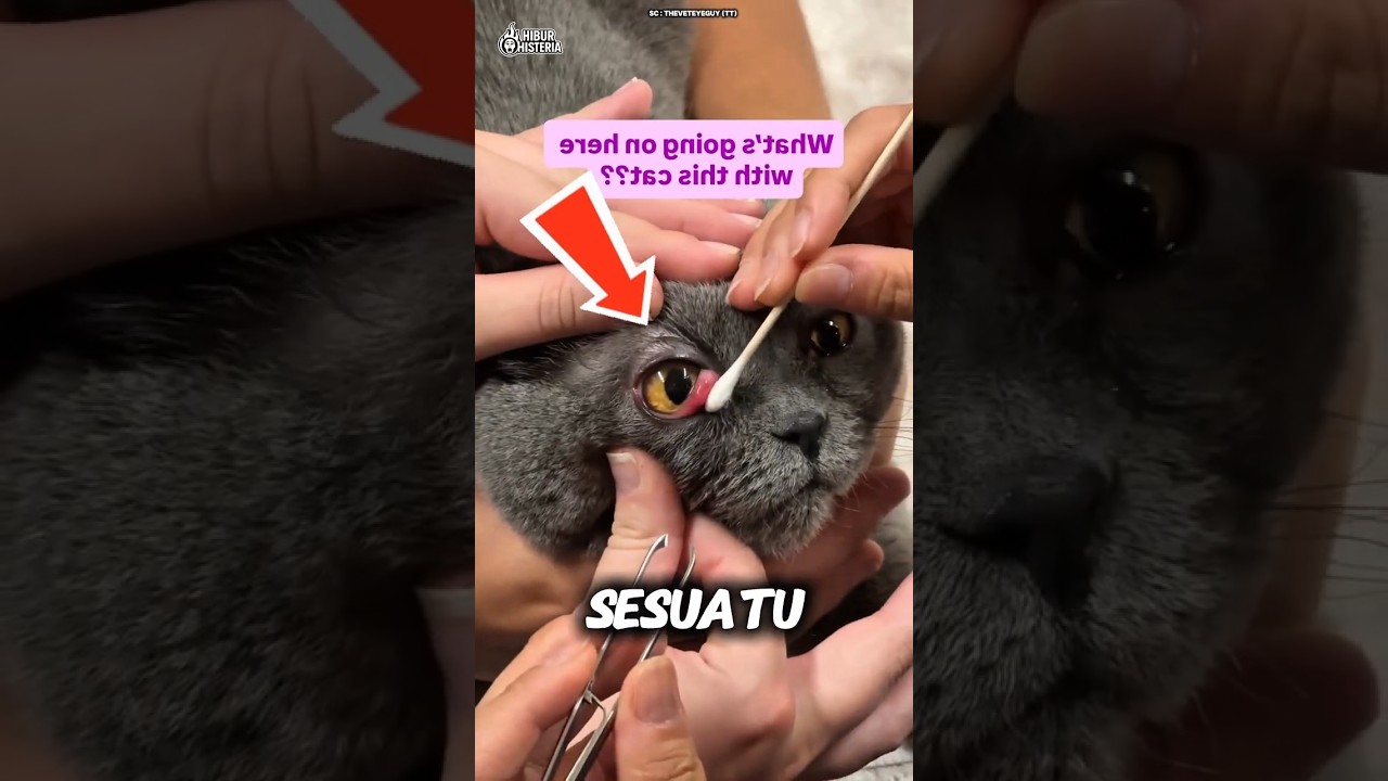 Pemilik Kucing Wajib Tahu Kondisi Mata Ini!