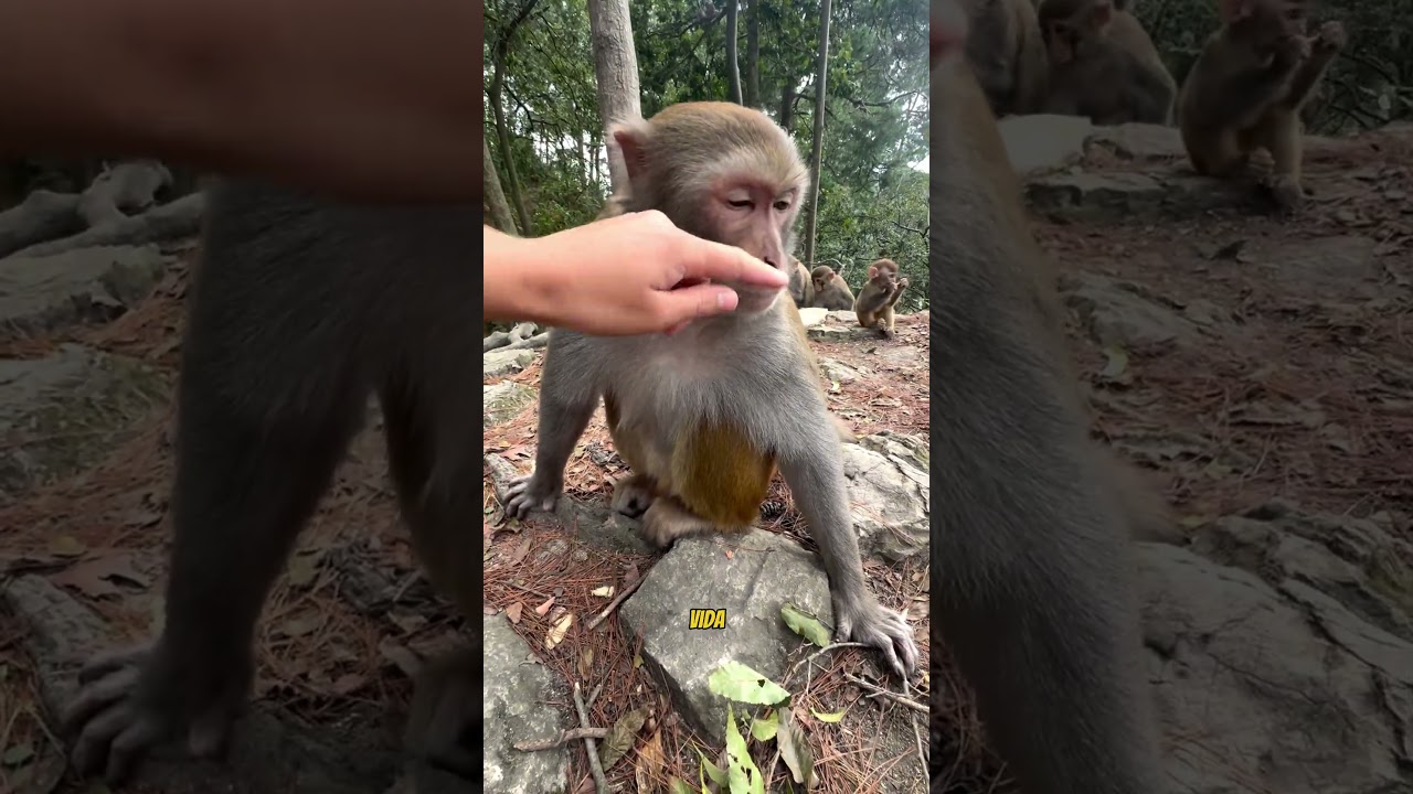 O Macaquinho Salvou Ela 😲