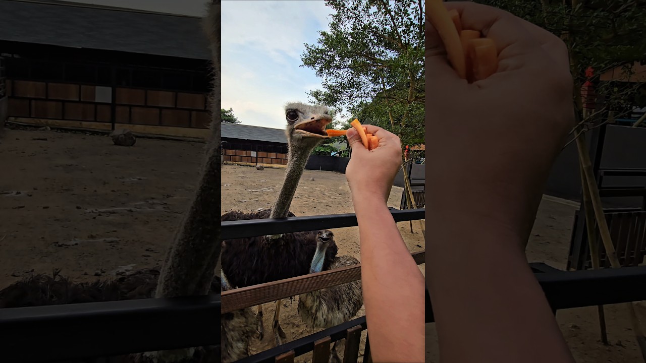 om semy bagi bagi wortel buat burung unta #tranding