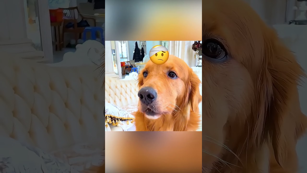 Loyal Dog Deserves Better 🐶💔