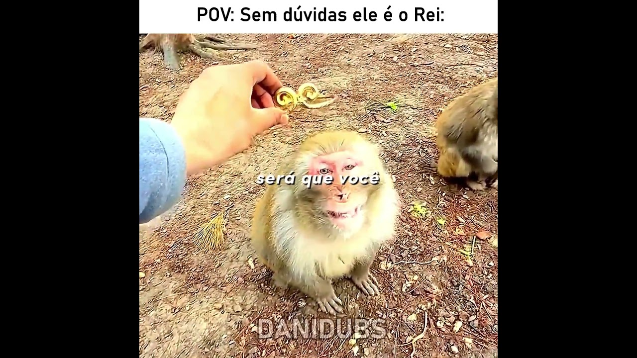 Sem dúvidas ele é o melhor para ser rei 🥶 #edit #humor #memes #fyp #animals