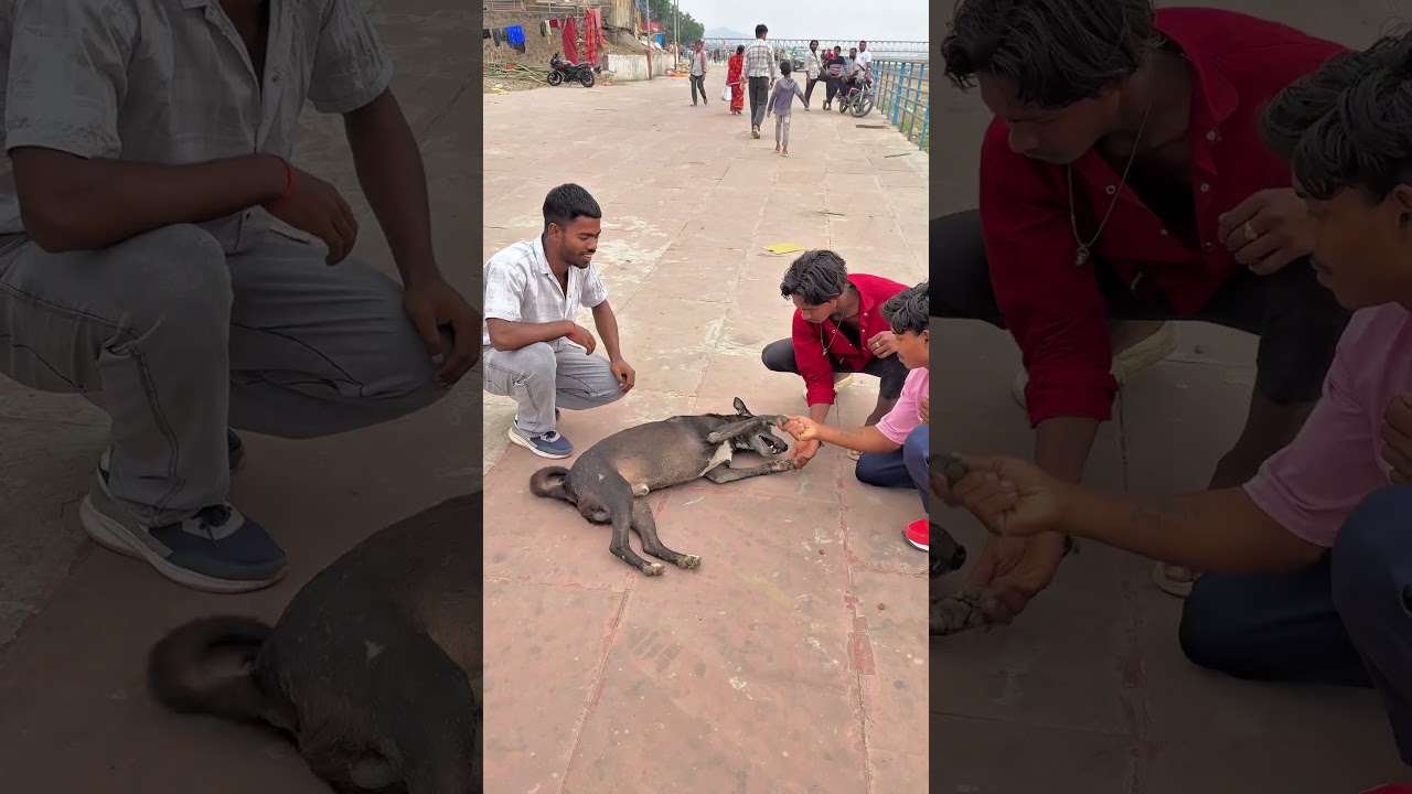 He Almost Fell… But Wait for the Handshake!🐶🤝DogStunt #DogLover #CuteDog #ViralShorts #Animals