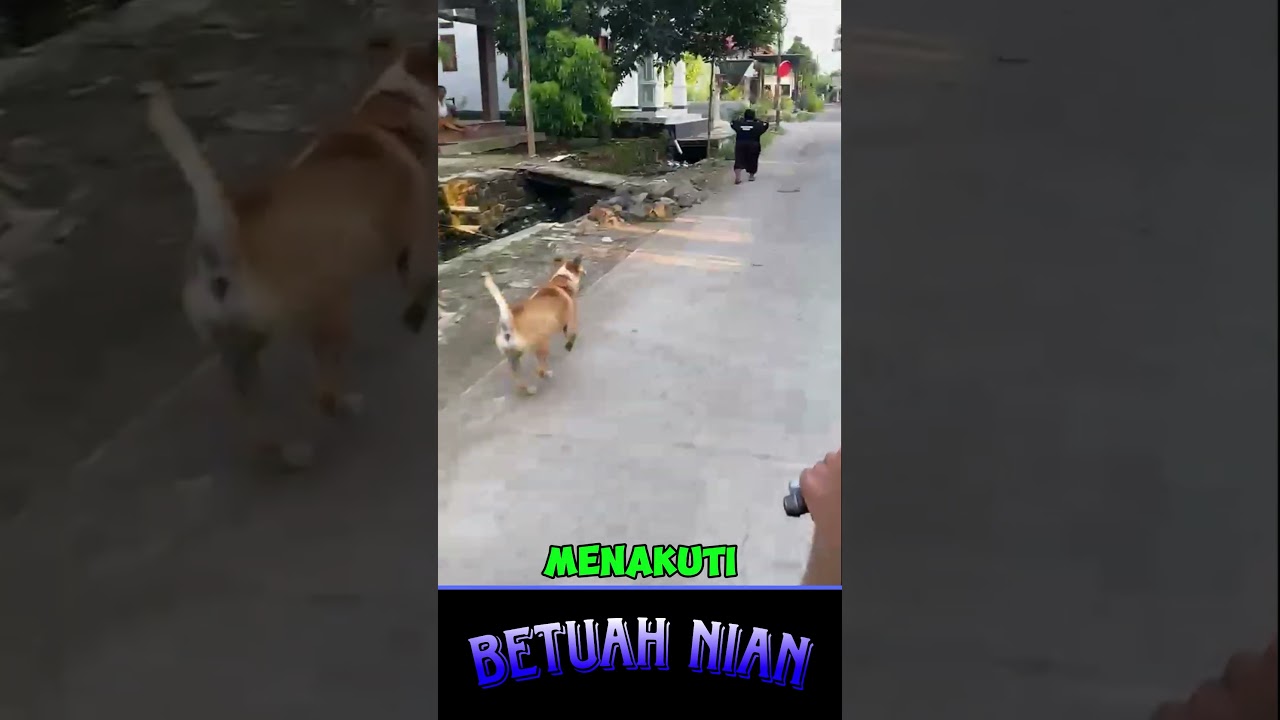 iseng banget buat bocil gemoy teriak histeris karena takut anjing