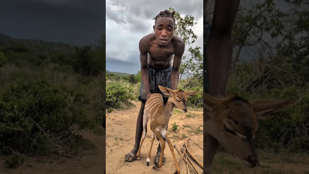 Rahasia Panah Kecil 😱 Cara Adivasi Mengalahkan Hewan Besar! #shorts