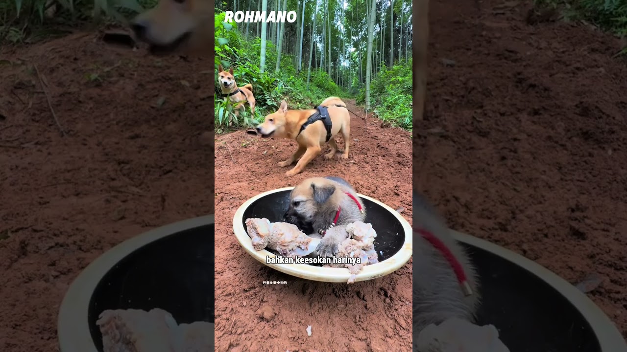 Kali ini majikannya membela