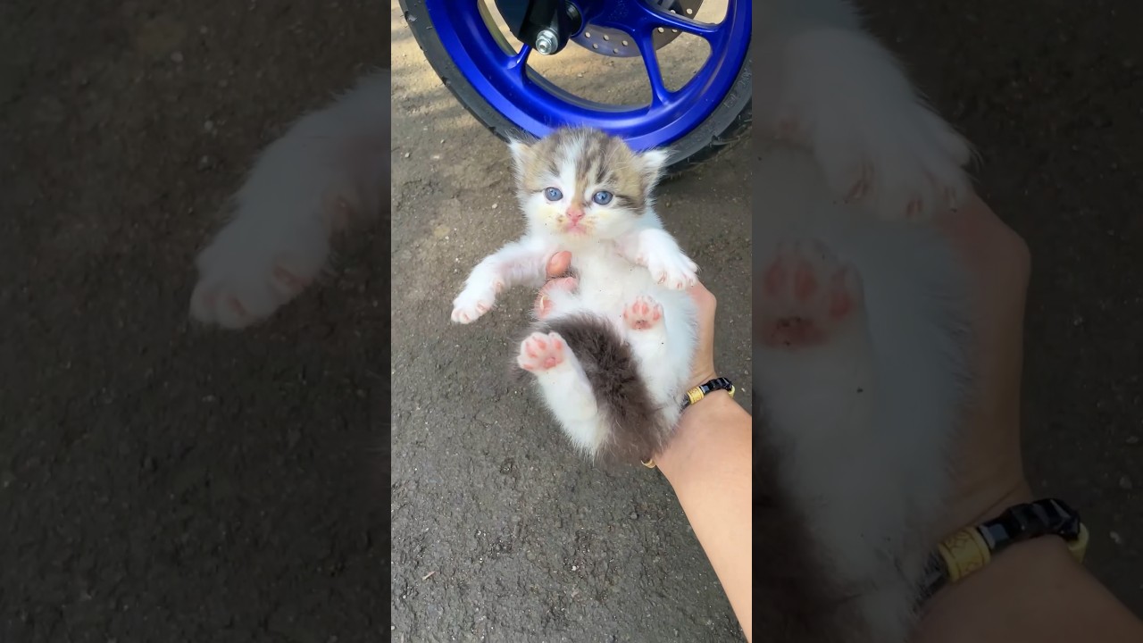 Funny sakading kading cute kitten 😍 #catvideos #kitten #cat #kucing #rescuecat