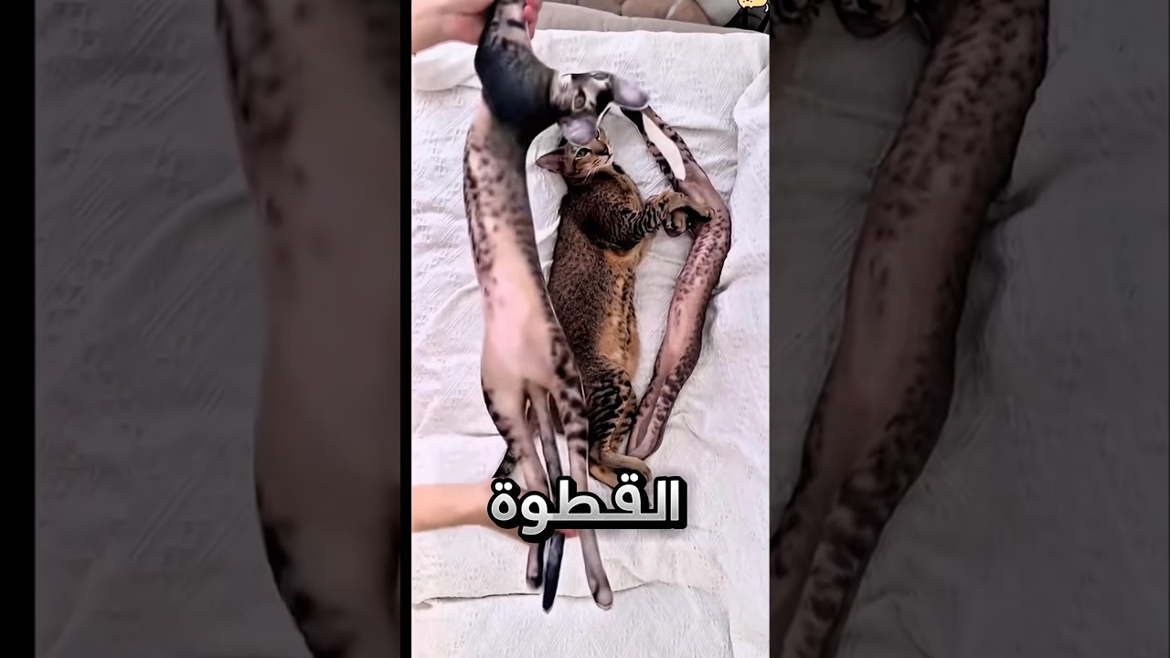 طلع القط تبعه ما يحب المزاح !! 😂 #youtubeshorts