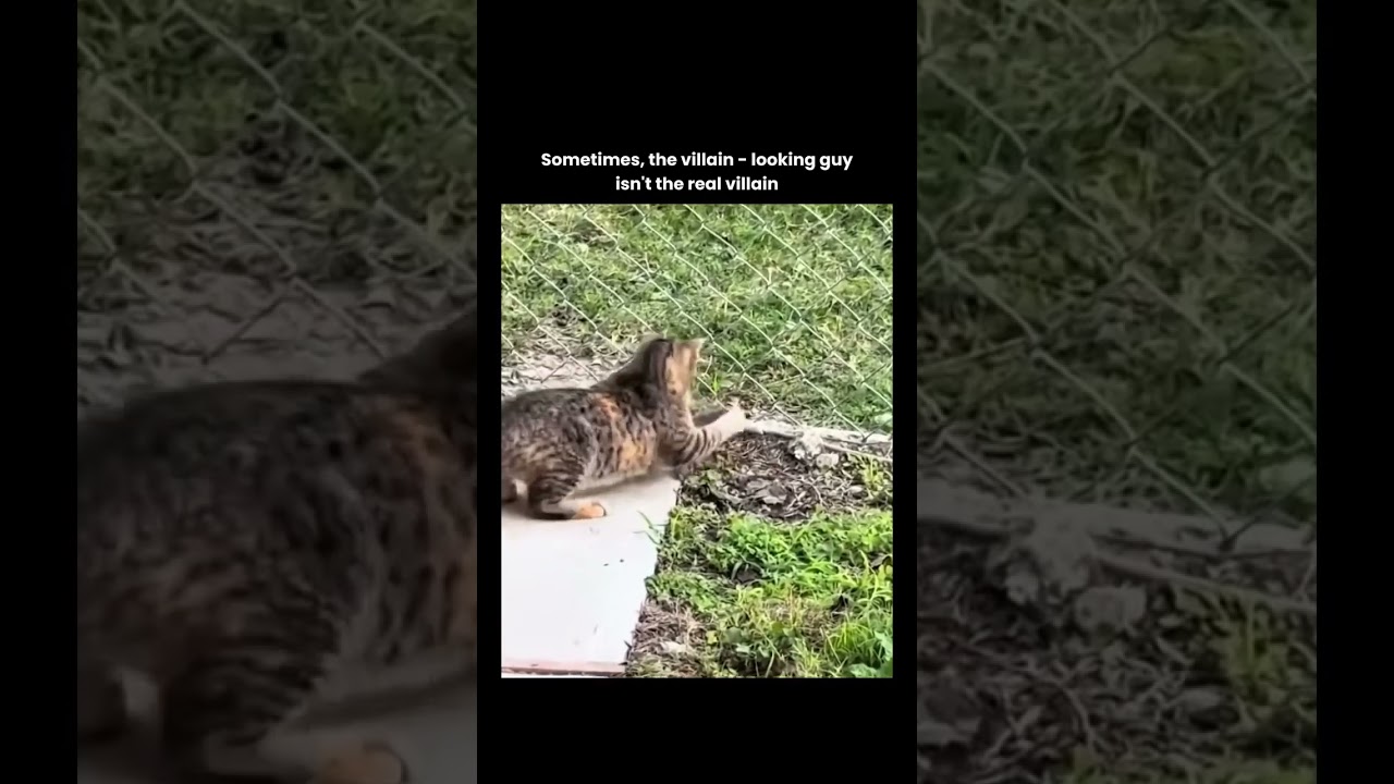 Isn't The Real Villan #motivation #shortsvideo #shortsviral #youtubeshorts #shorts #youtube - Published by Animals Attitude 🔥