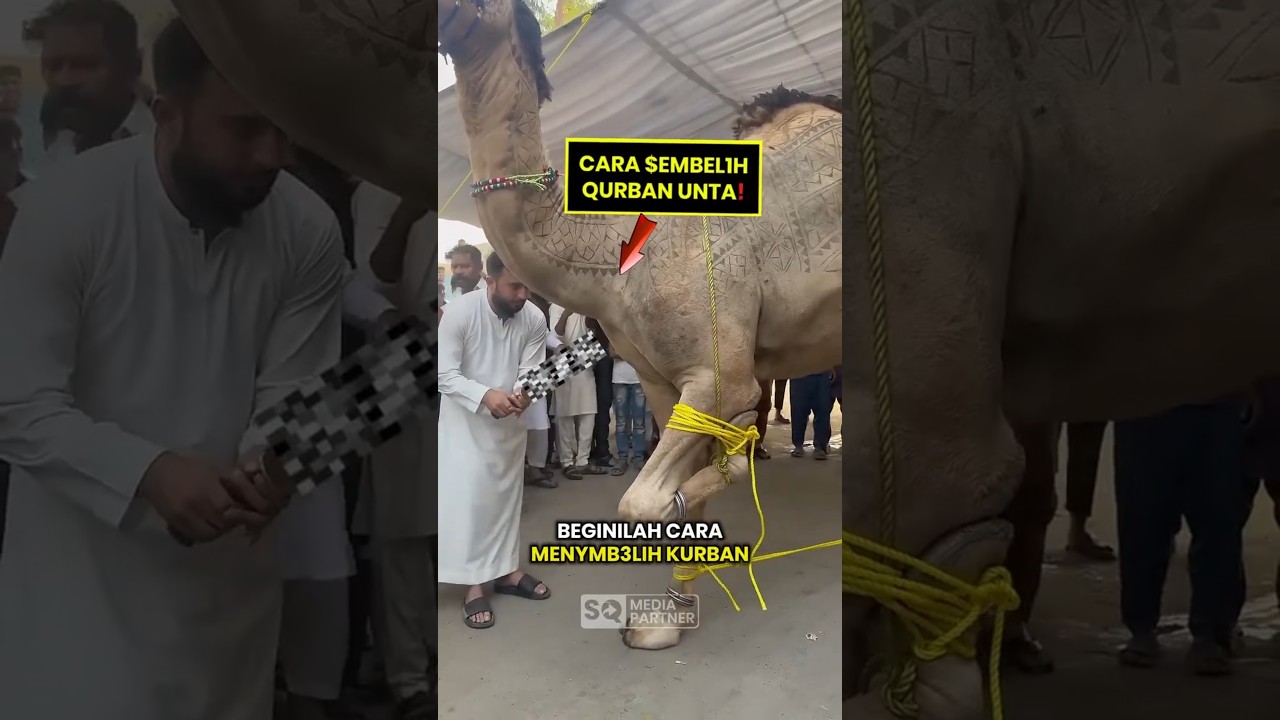 Cara M3nyemb3lih Qurban Unta #shorts