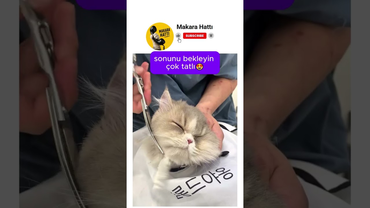 berberde tıraş olan kedicik