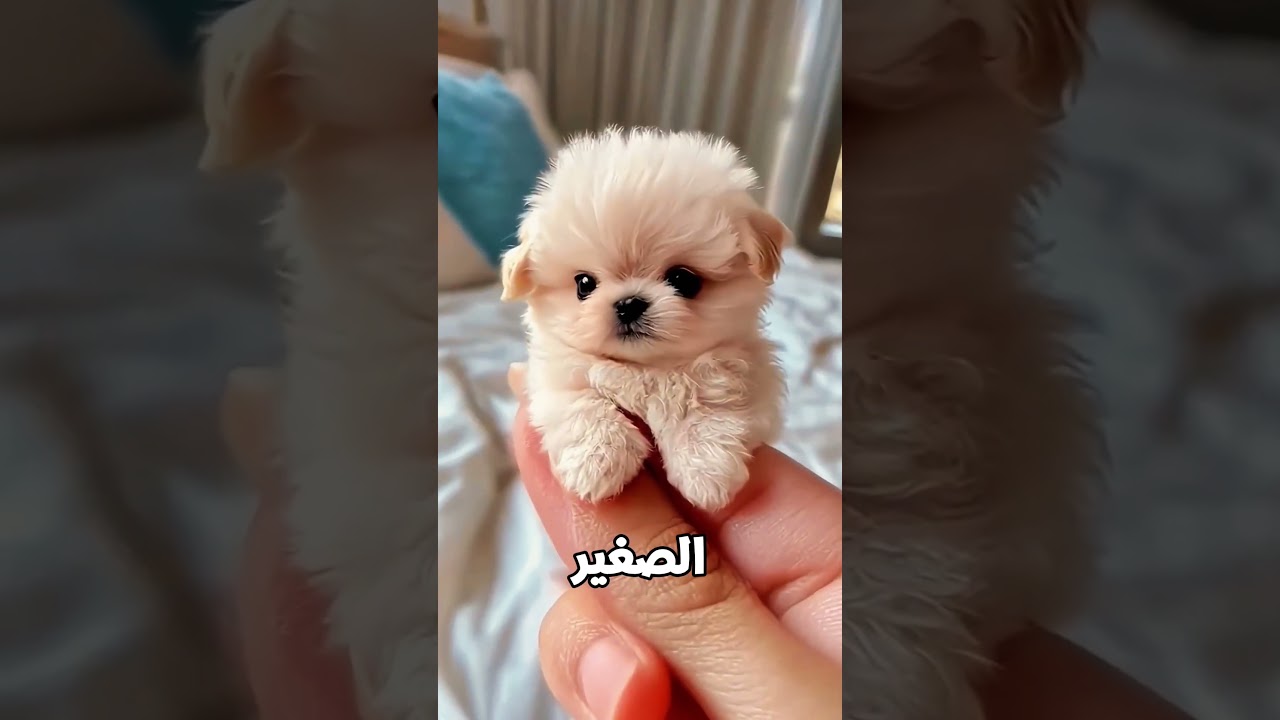 الزحليقة الأخطر 😨