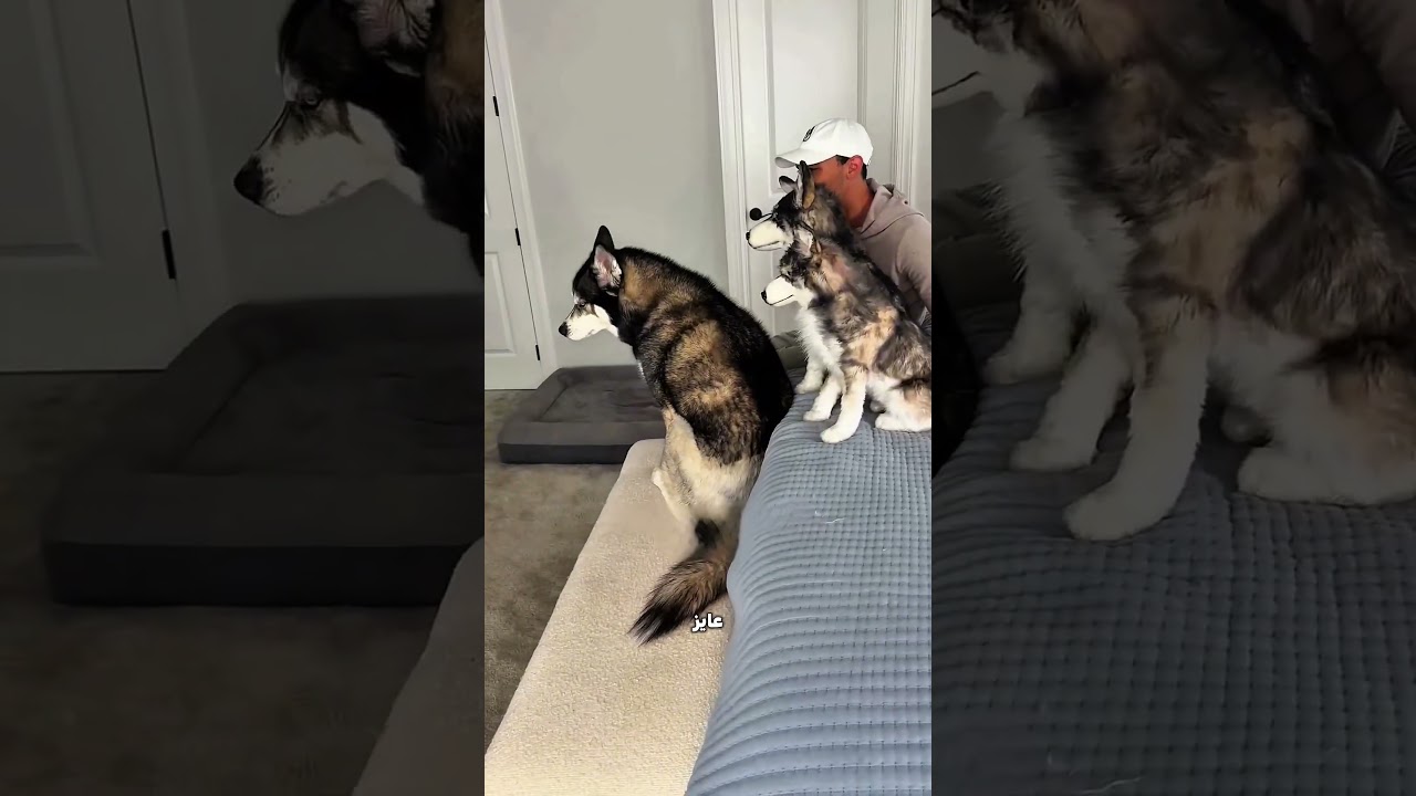 جاب كلبين لعبة… والكلب الأخير عمل حاجة محدش توقعها! 😱🐶