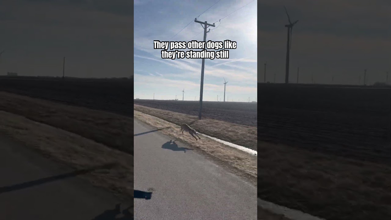 We don’t call her Queen Sarabi for nothing! Look at this girl FLY - Published by Diamond Sport Dogs 