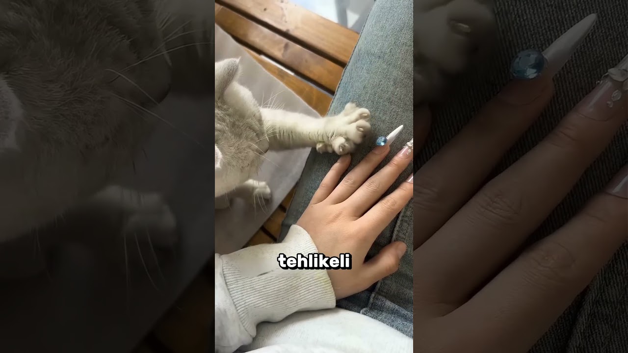 Kedilerin Gizli Düşünceleri! 😨