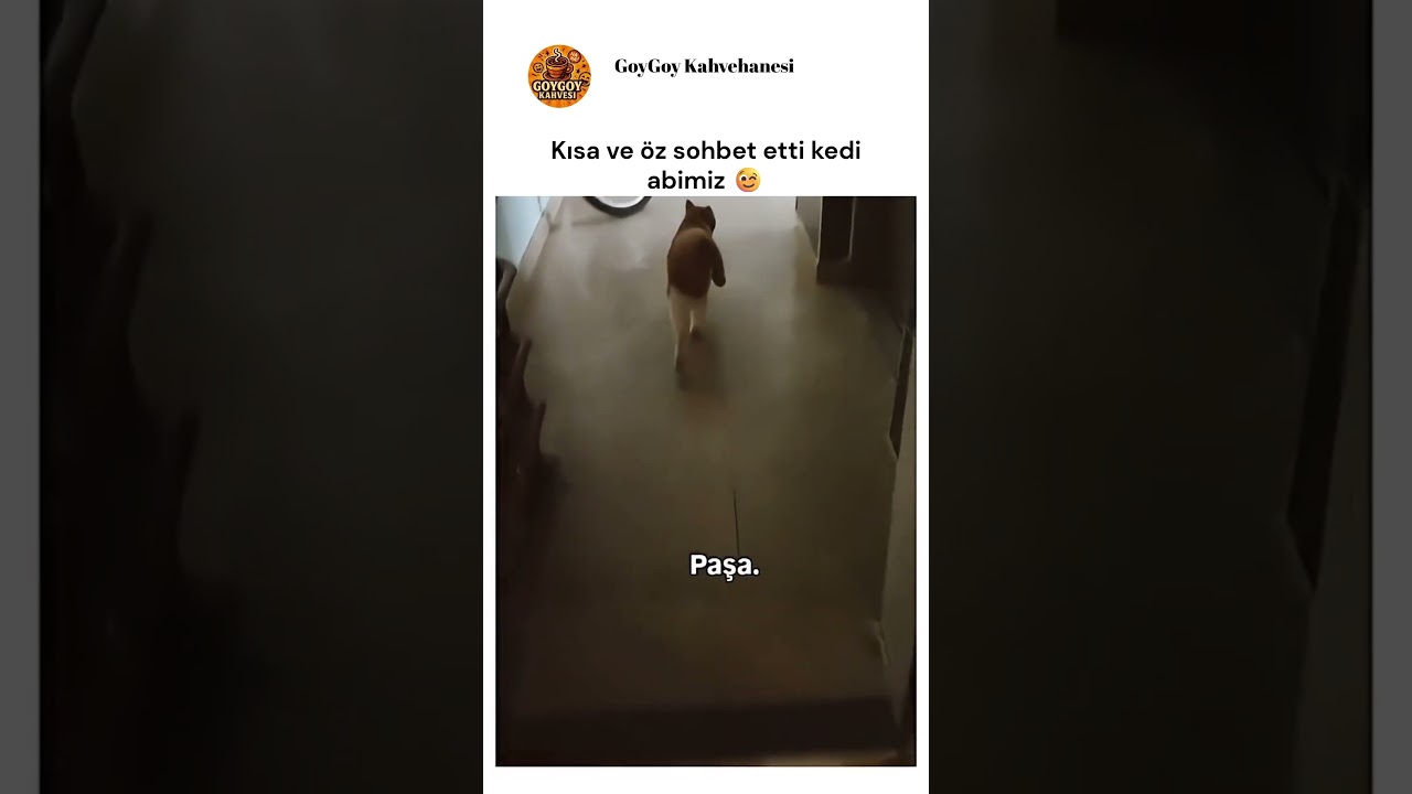 Resmen sohbet ediyor kedi kardeş 🤣😻