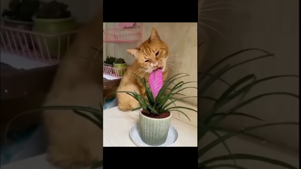 #تحشيش #cat #قطط #كوميديا #اكسبلور #قطقوط