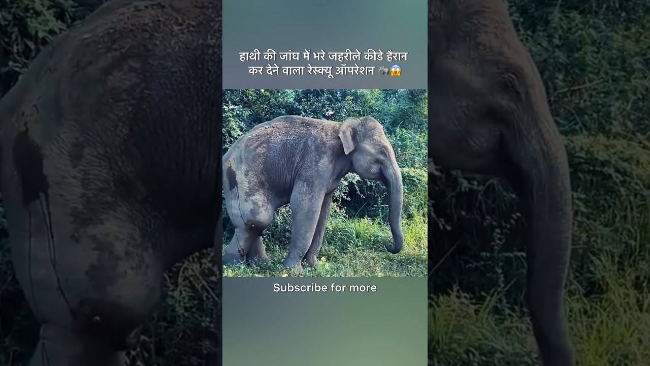 हाथी की जांघ में भरे जहरीले कीडे हैरान कर देने वाला रेस्क्यू ऑपरेशन 🐘😱