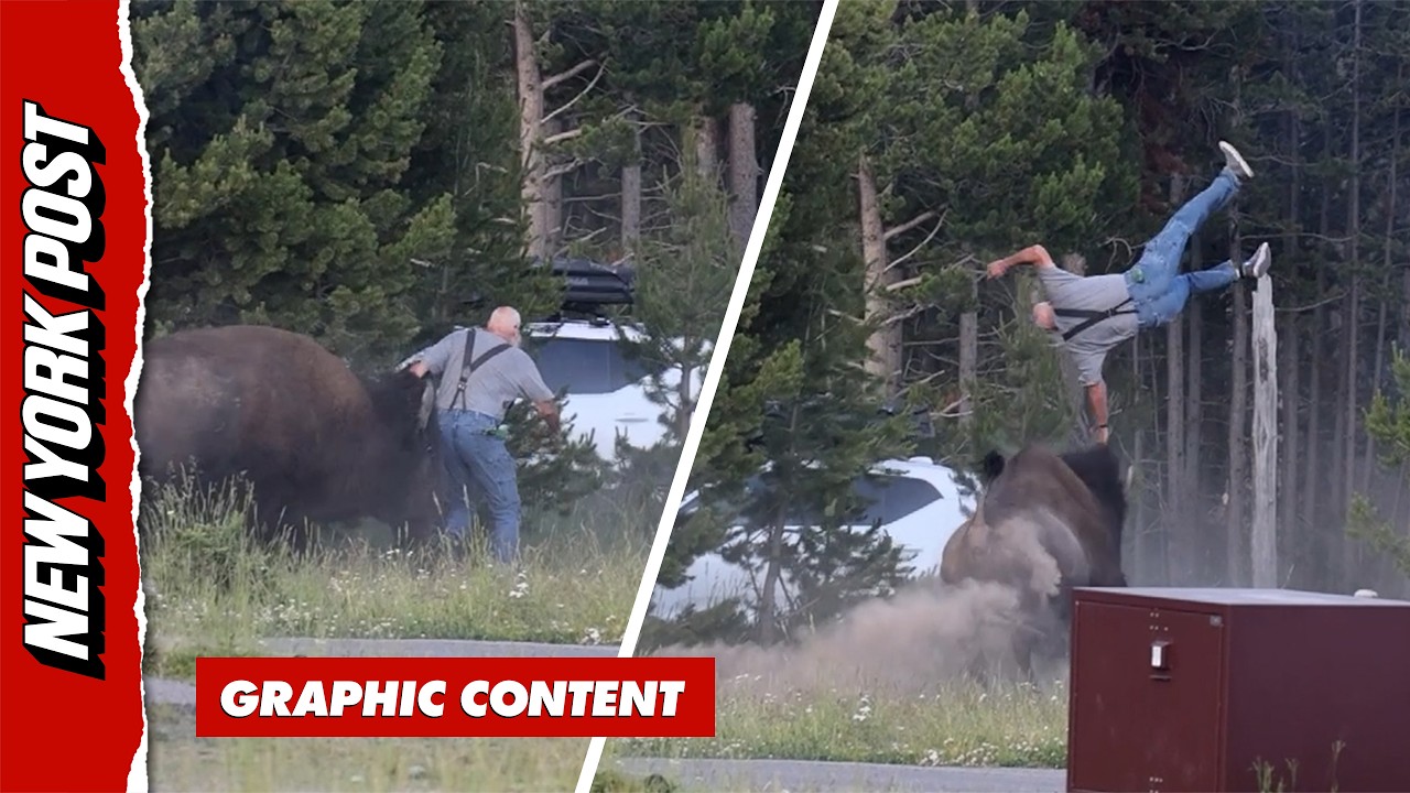 Bison Launches Yellowstone Tourist During Terrifying Attack