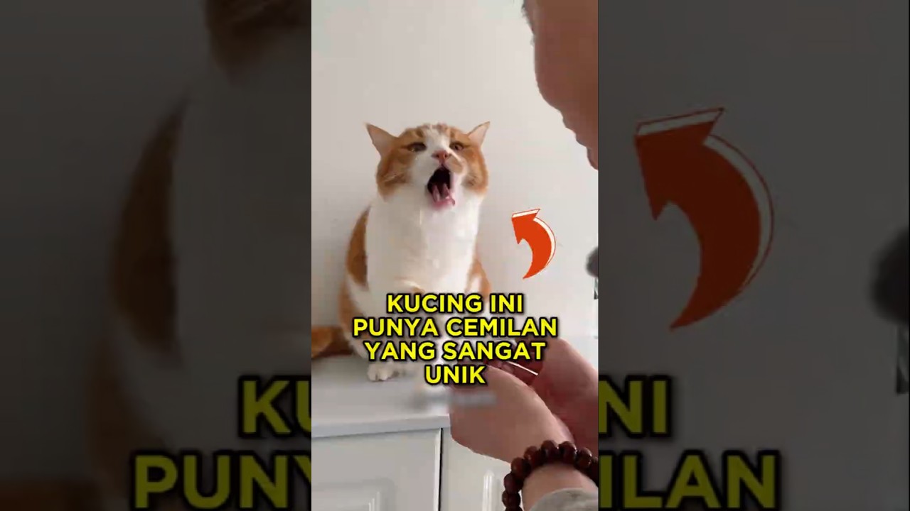 Kucing Ini Suka Cemilan Yang Sangat Unik 🐱