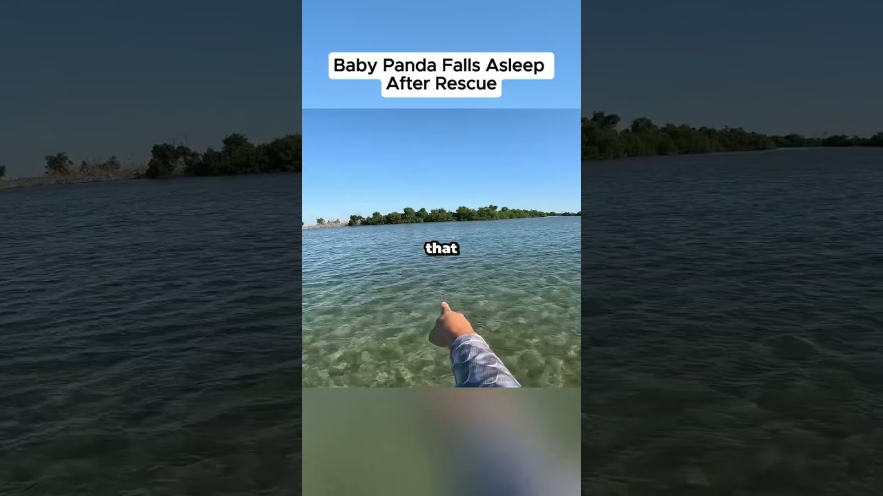 Baby Panda Falls Asleep After Rescue, Cre: KeyWestKayakFishing - Published by Kannika Dasri