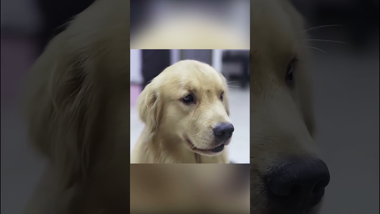 وفاء كلب لا يُصدق 🐶❤️🥺