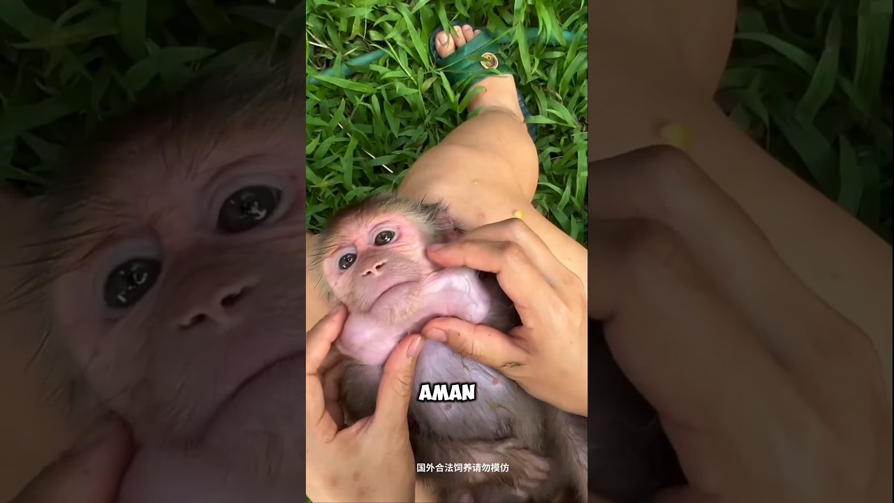 Anne Maymunun Hayatını Kurtardı! 🥺🐵 #shorts
