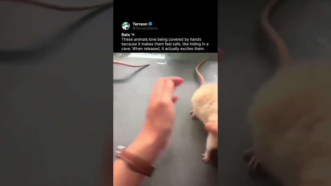 This Makes Rats Excited… 🐀 - Published by Terraon