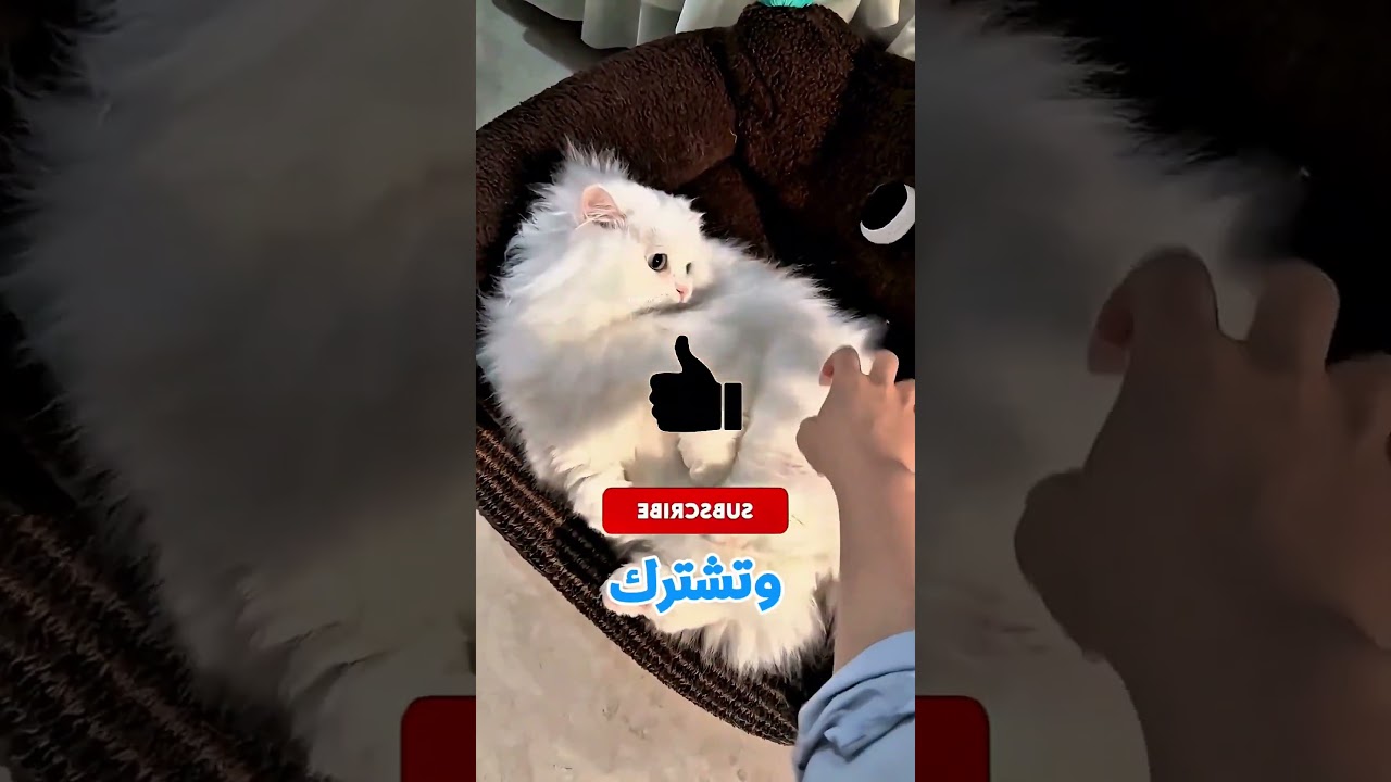 أقوى فرامل عجلة هتشوفها في حياتك!