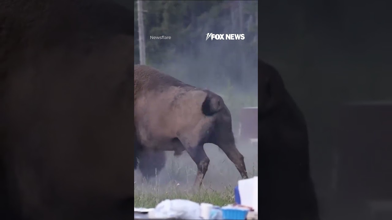 Bison SERIOUSLY INJURES Yellowstone visitor in terrifying attack #shorts #foxnews #news #us