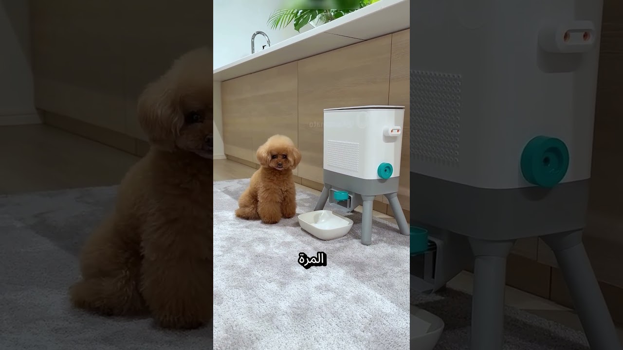 كلب أذكى من المتوقع… لما علّم نفسه يجيب أكله بنفسه 🐶🍖#shorts #funny #reels