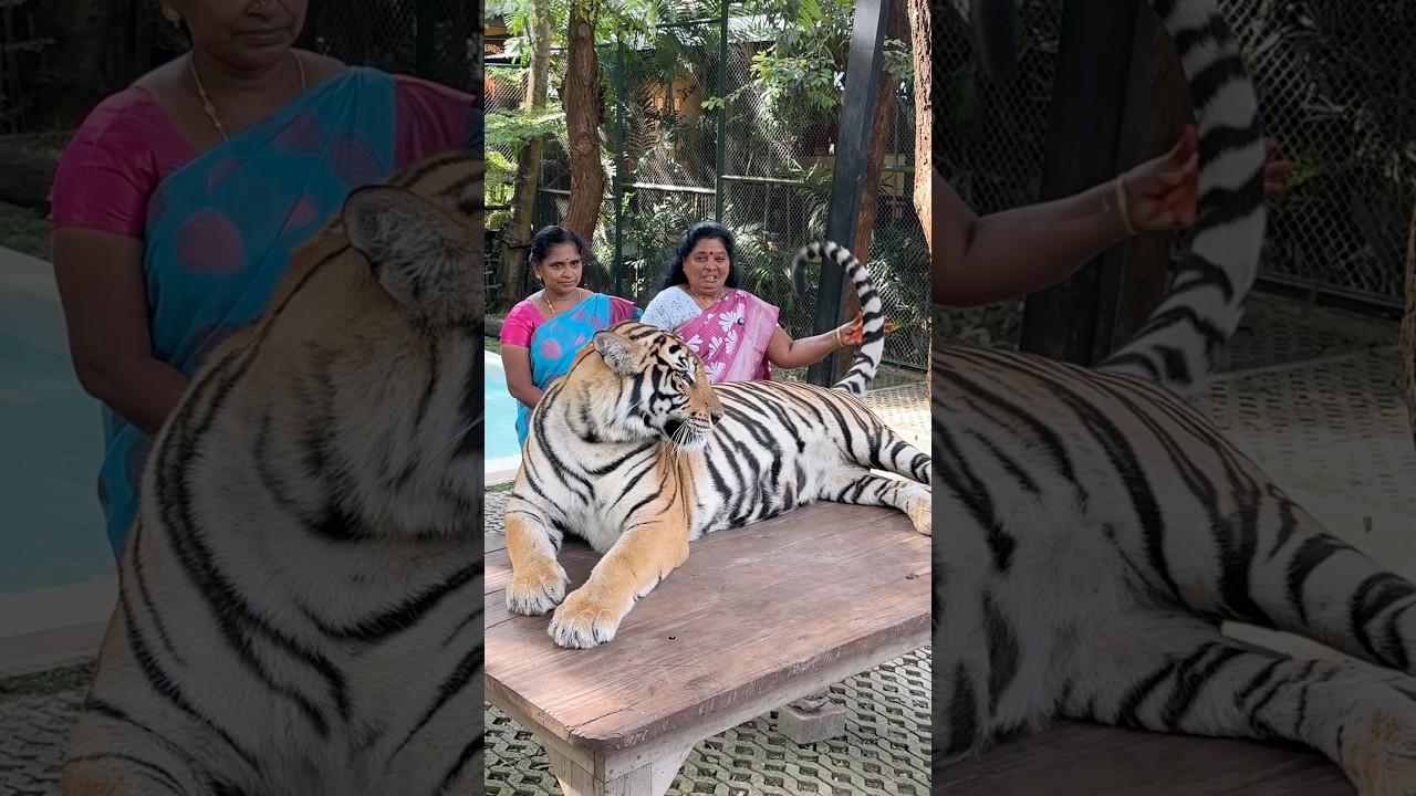 My Mom Shocked 😱 | புலி நல்லா வச்சி செஞ்சுடுச்சி 😱😱😱