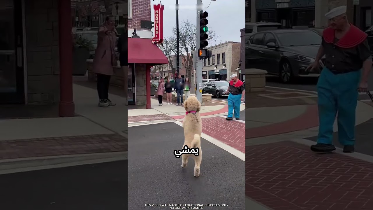 صاحب الكلب ده بيعمل غلطة كبيرة #viral