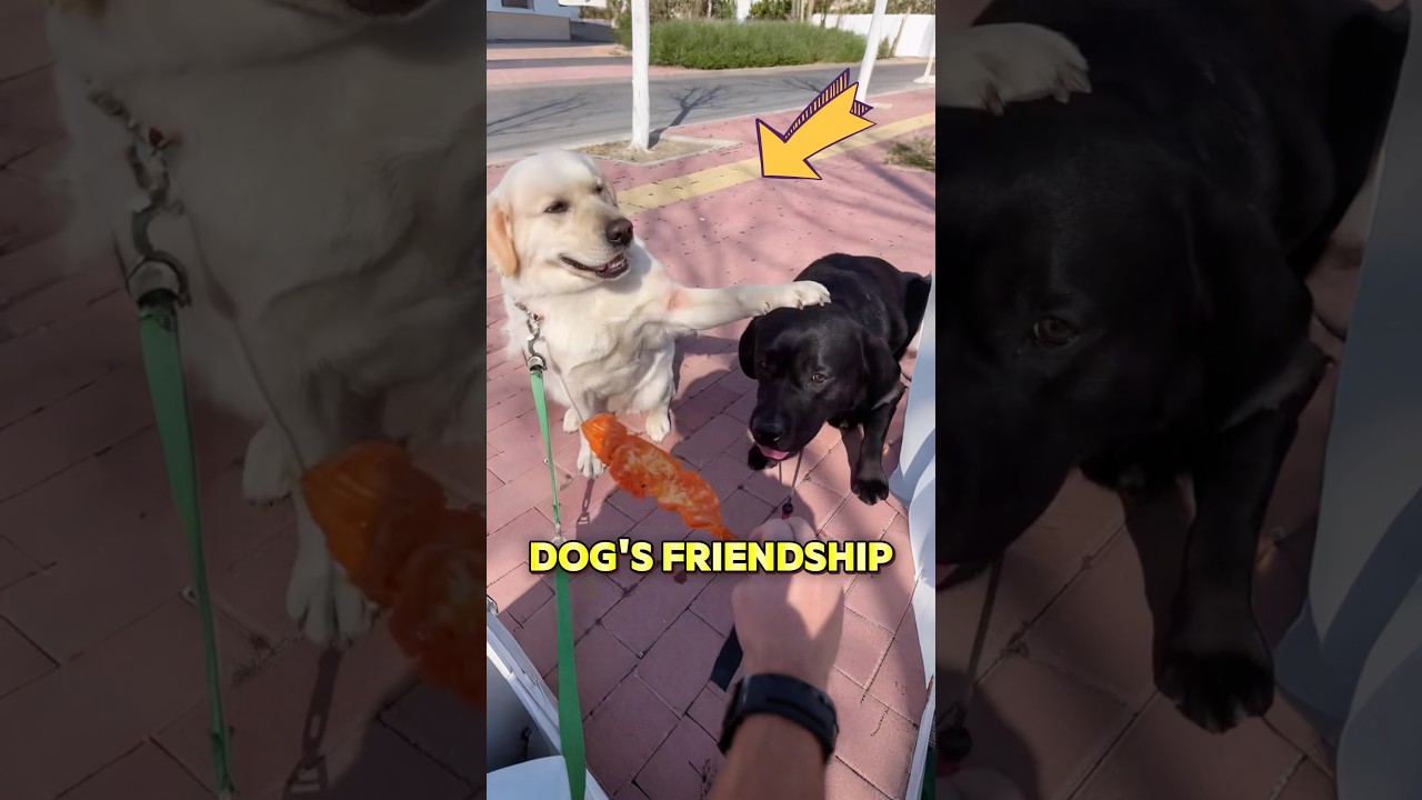 These dogs showed us what a true friend is - Published by Mr peach 