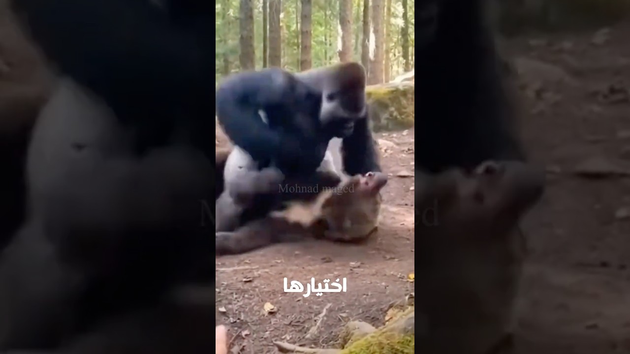 🔥 أقوى 5 مفترسات اختارت الفريسة الغلط… والنتيجة صادمة!