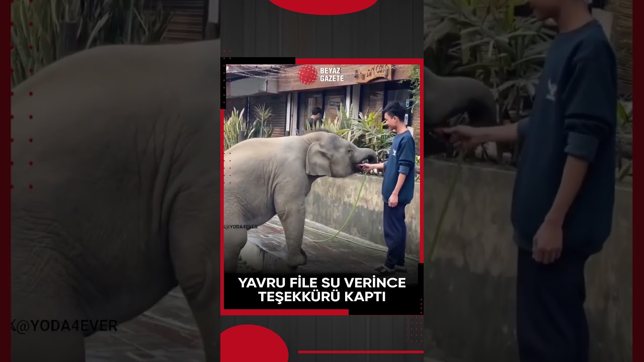 Anne fil, susuz yavrusuna su veren adama kendince teşekkür etti.