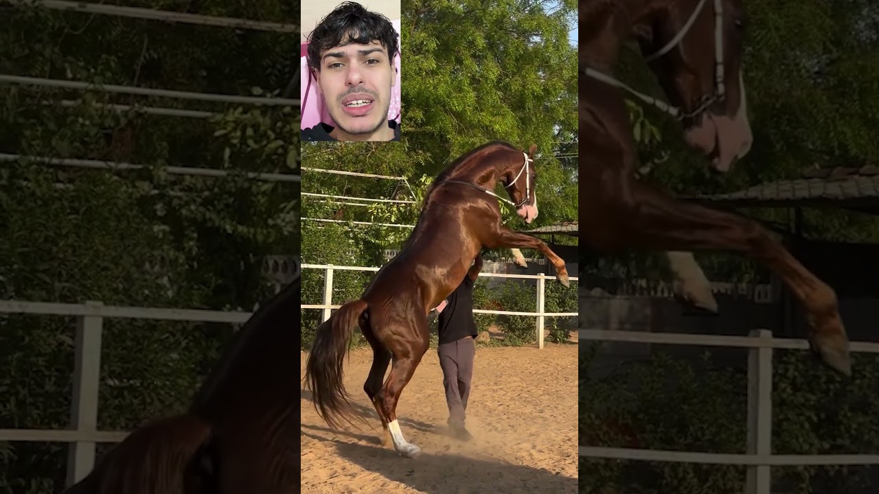 فضح عرضه للحصان 🥲🤣