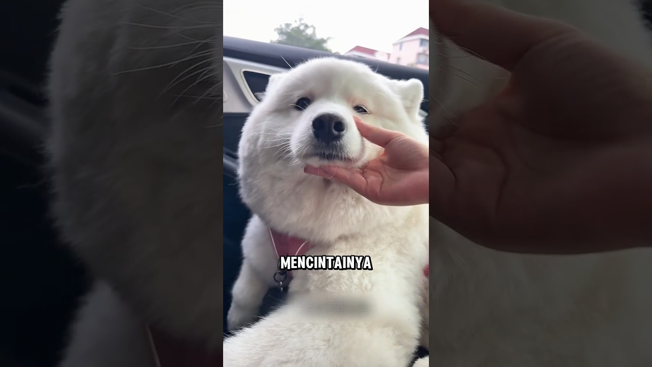 Anjing ini tidak ingin berpisah dengan majikannya 🥺❤️