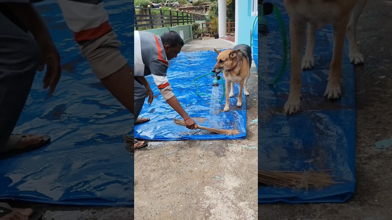 IQ dog cute helping dad cleaning 🧹🧼🚿🐦🛁