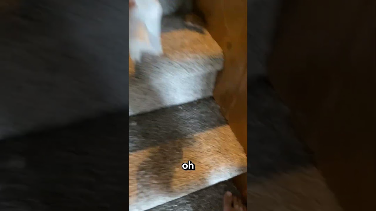 The mouse scared. Luna scared. The trusted adult scared 😭 #mouse #cat #shorts